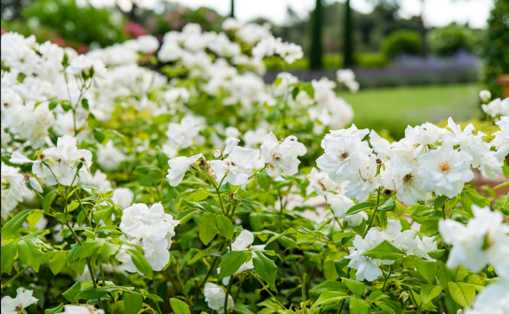 Paysagiste à Gordes pour création de jardin avec plantes sans entretien