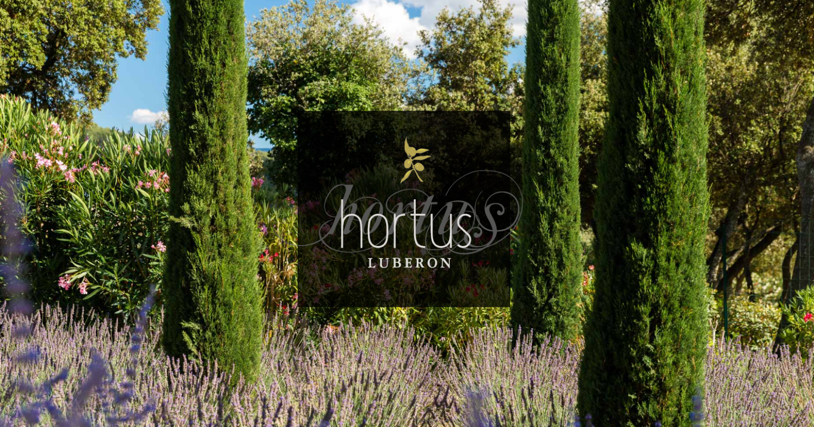 Spécialiste de la taille de cyprès de Provence dans le Lubéron