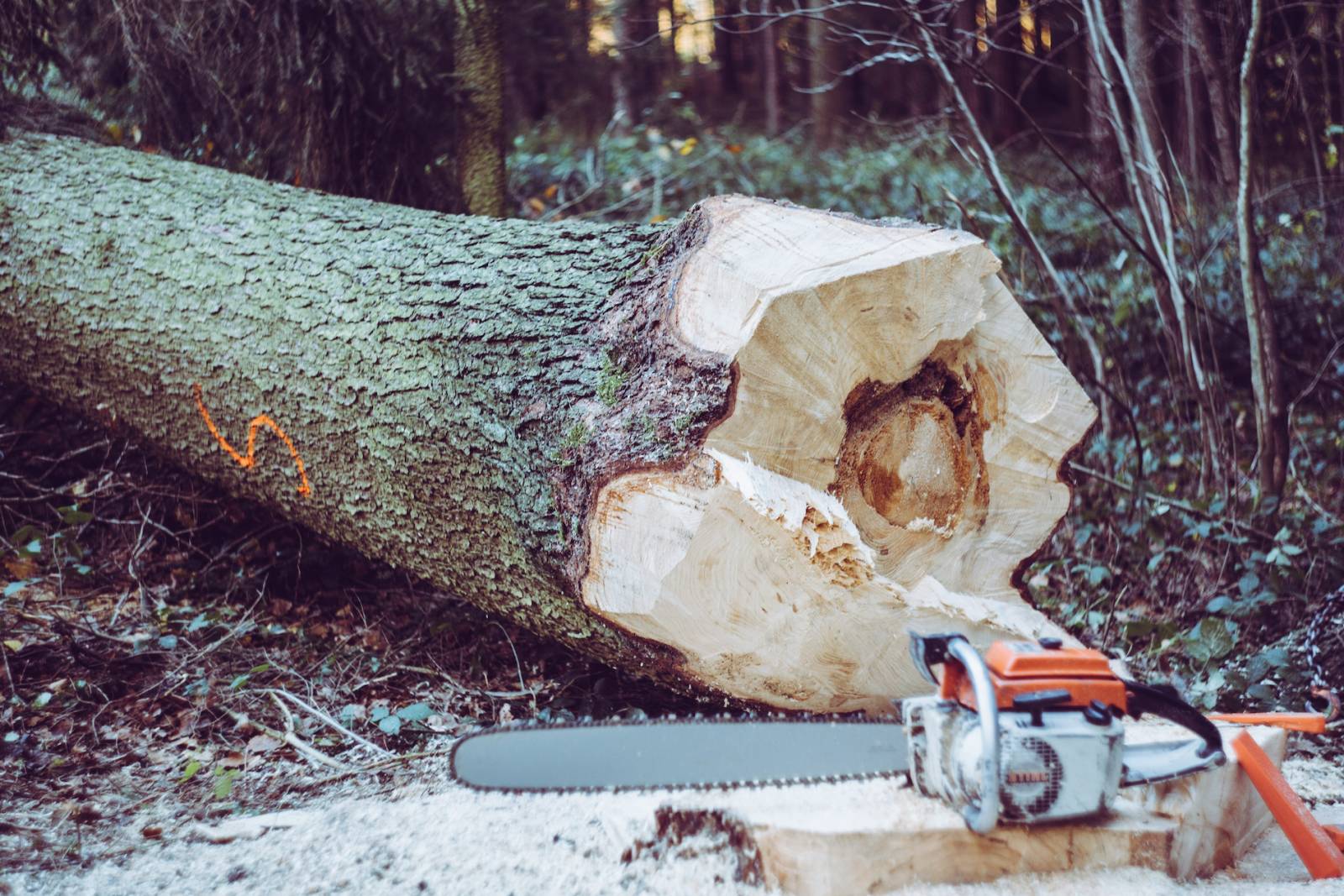 Expert en abattage d'arbres dangereux dans le Lubéron