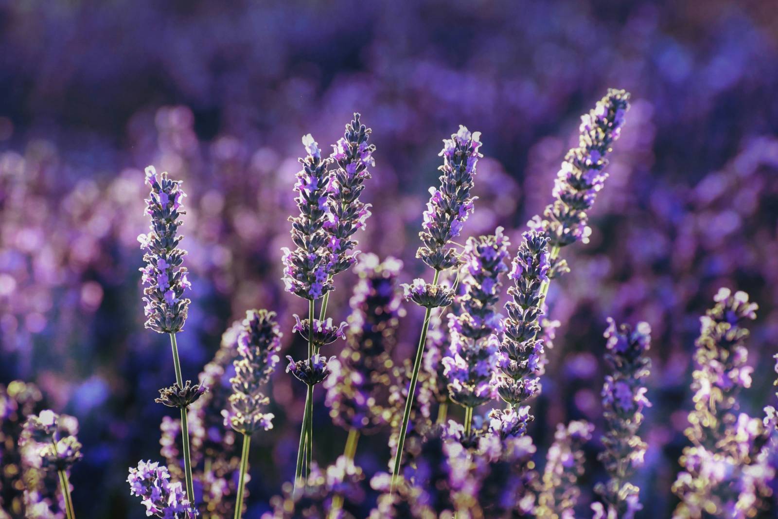 Plantation de lavandes dans le Lubéron pour créer un jardin typiquement provençal