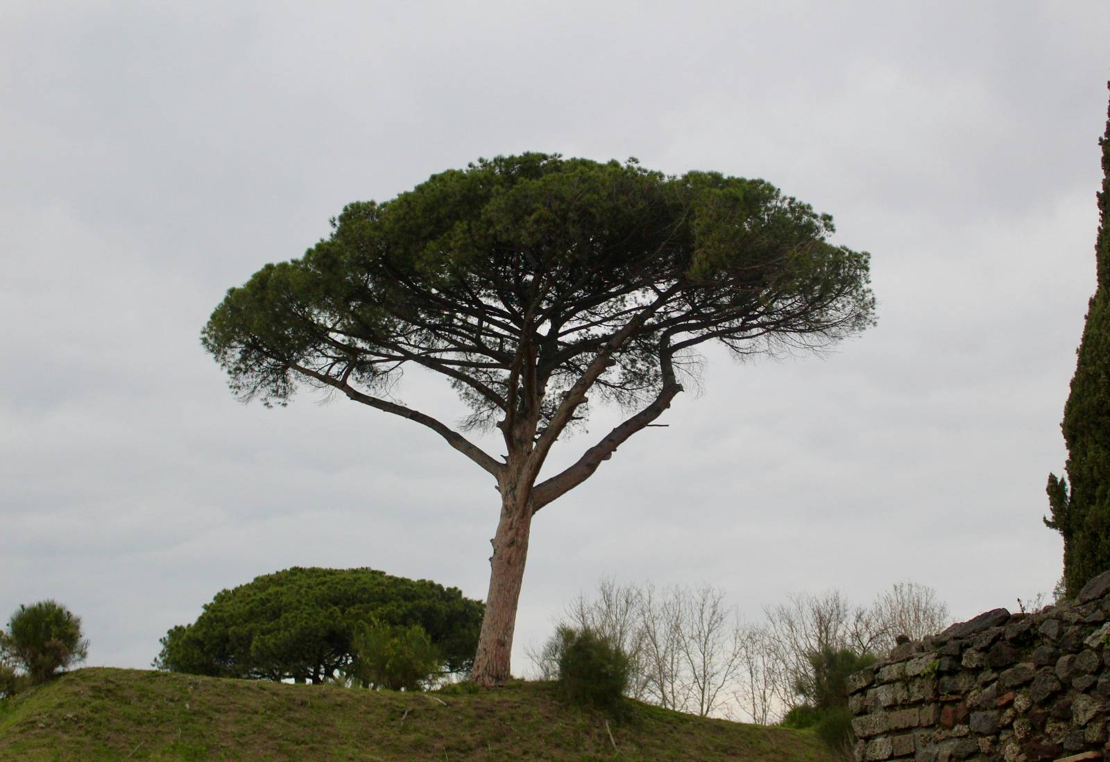 Plantation de pin parasol dans le Lubéron