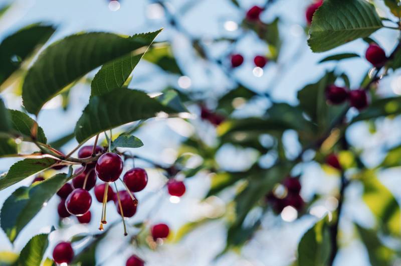 Élagage de cerisier à Gordes et dans le Lubéron